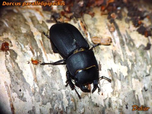 Réf. 9 931 : Dorcus parallelipipedus