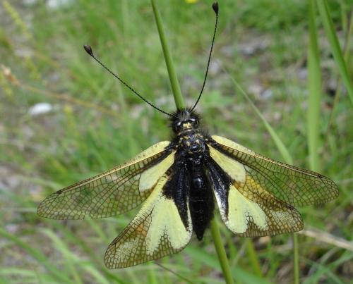 Réf. 9 746 : Libelloides coccajus