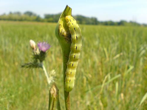 Xylena exsoleta