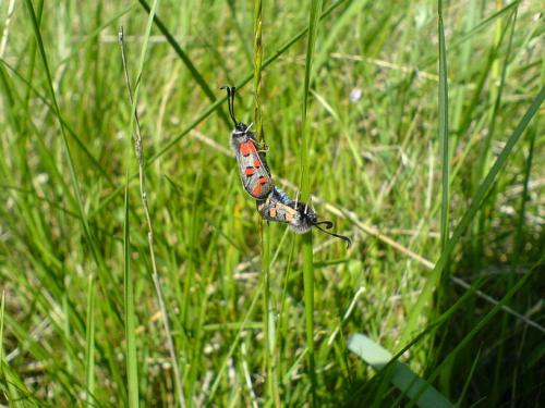 Zygaena rhadamanthus