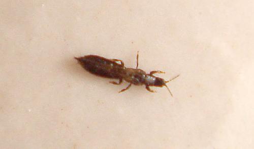 Réf. 9 751 : Limothrips cerealium