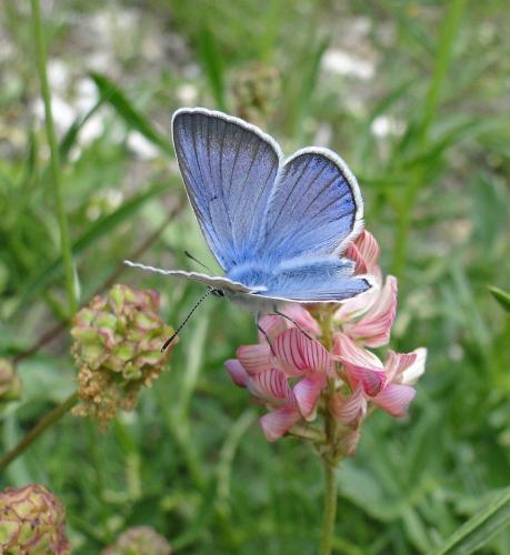 Polyommatus amandus