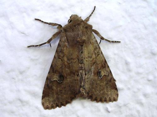 Réf. 9 005 : Apamea sordens