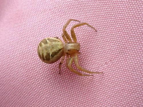 Xysticus sp.