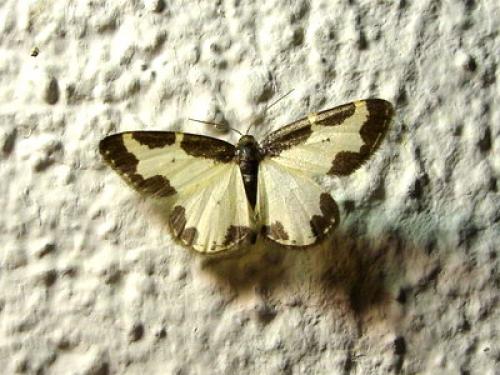 Réf. 9 093 : Lomaspilis marginata