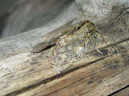 Peridea anceps