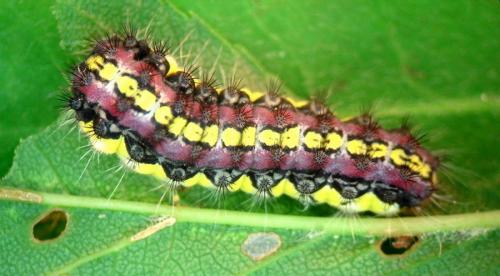 Aglaope infausta