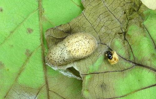 Satyrium ilicis