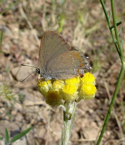 Satyrium esculi