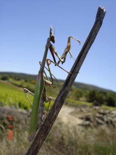 Réf. 9 359 : Empusa pennata