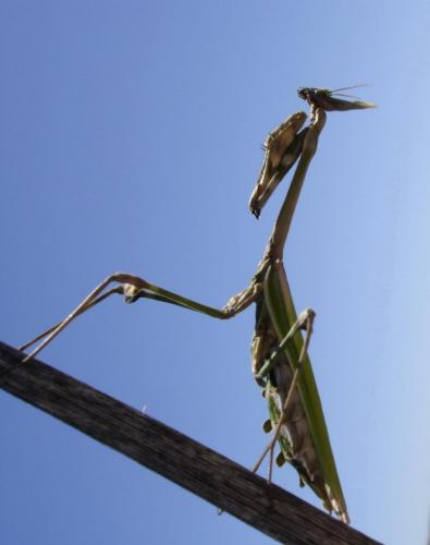 Réf. 9 365 : Empusa pennata