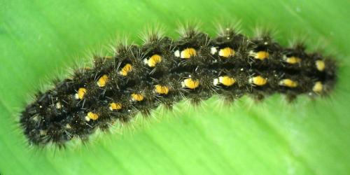 Eilema complana