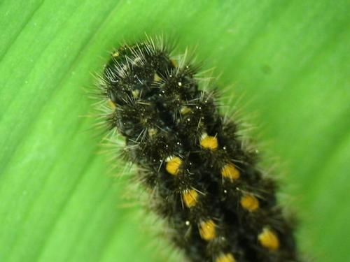 Eilema complana