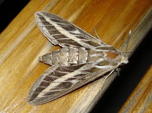 Hyles livornica