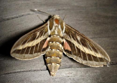 Hyles livornica