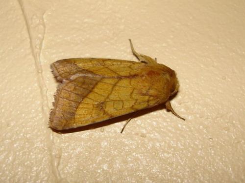 Réf. 9 510 : Pyrrhia umbra