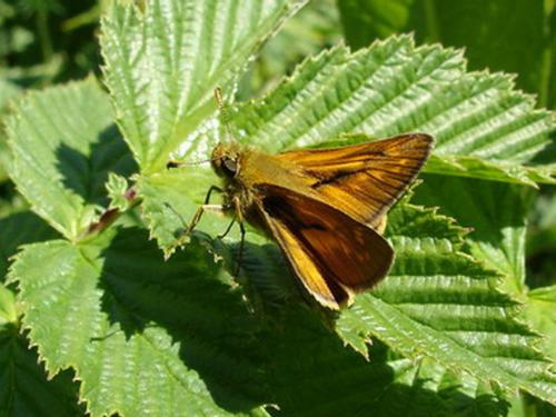 Ochlodes sylvanus