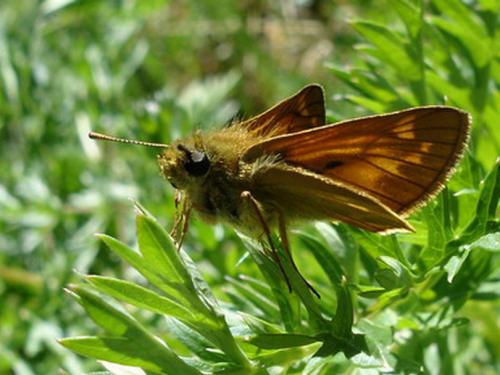 Ochlodes sylvanus