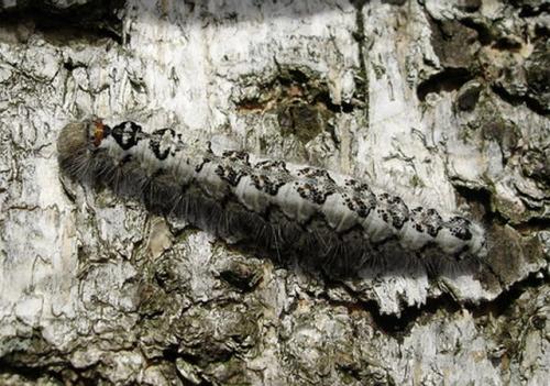 Poecilocampa populi