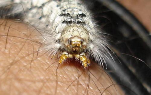 Poecilocampa populi