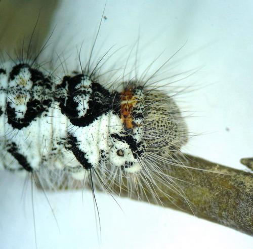 Poecilocampa populi