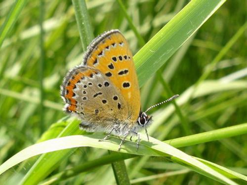 Lycaena helle