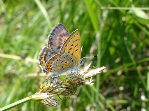 Lycaena helle