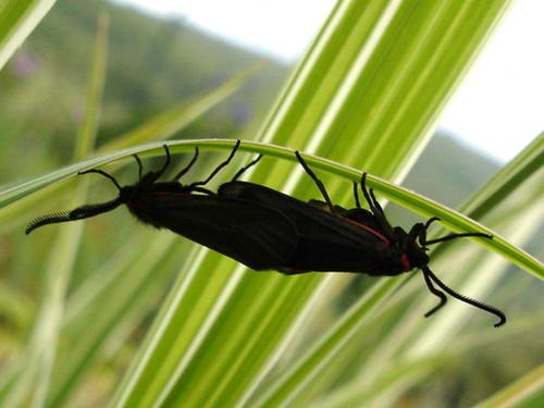 Aglaope infausta