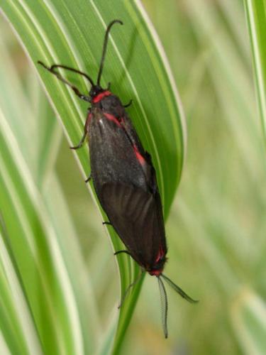 Aglaope infausta
