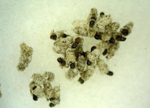 Réf. 9 979 : Acanthopsyche atra