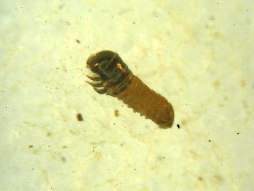 Réf. 9 983 : Acanthopsyche atra