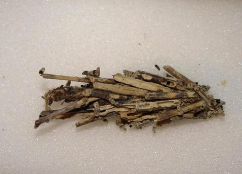 Réf. 9 978 : Acanthopsyche atra