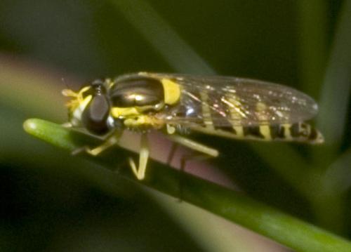 Sphaerophoria sp.