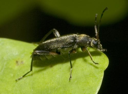 Grammoptera ruficornis