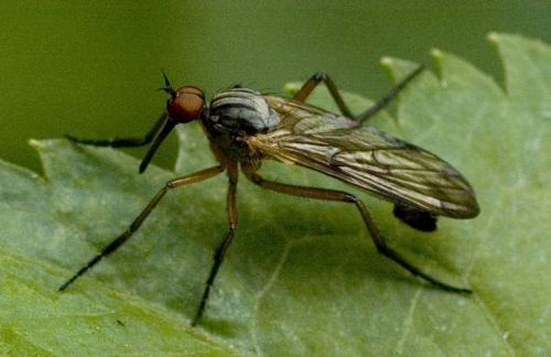 Réf. 9 175 : Empis sp.