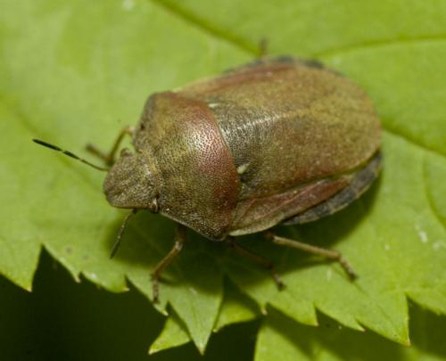 Réf. 9 955 : Eurygaster testudinaria