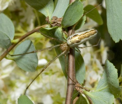 Tetragnatha sp.