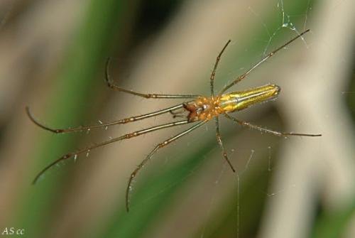 Tetragnatha sp.