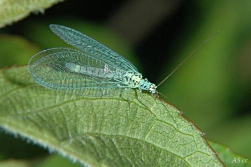 Réf. 9 371 : Chrysopa perla