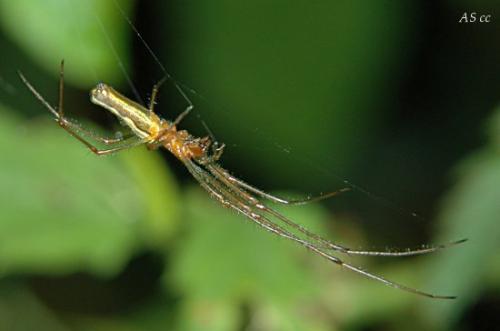 Tetragnatha sp.