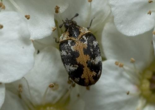 Réf. 9 959 : Anthrenus scrophulariae