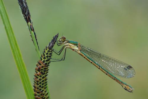 Lestes dryas