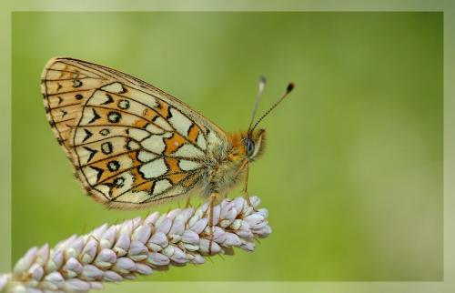 Boloria eunomia