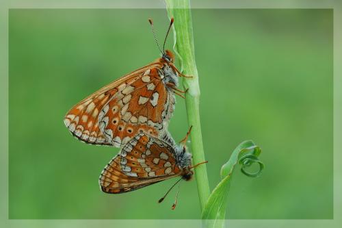 Euphydryas aurinia