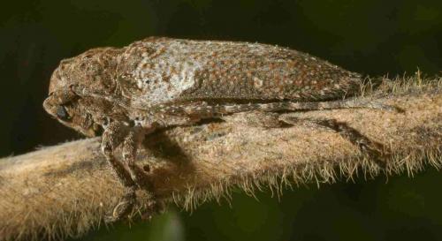 Niphona picticornis