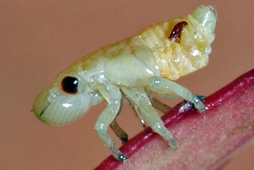 Aphrophora alni