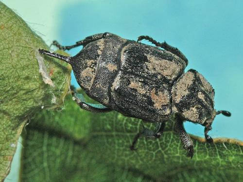 Valgus hemipterus