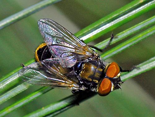 Réf. 9 079 : Phasia aurigera