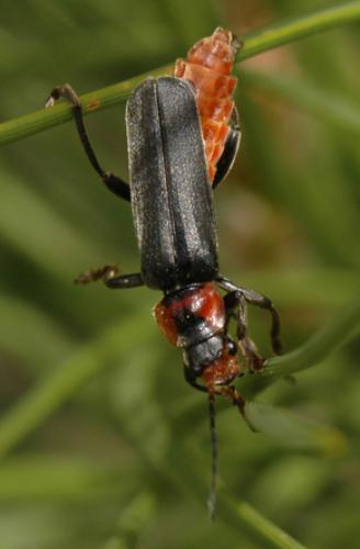 Cantharis fusca