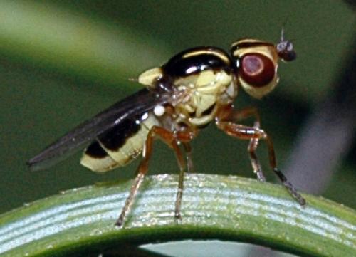 Réf. 9 522 : Thaumatomyia sp.